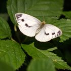 Schmetterling III