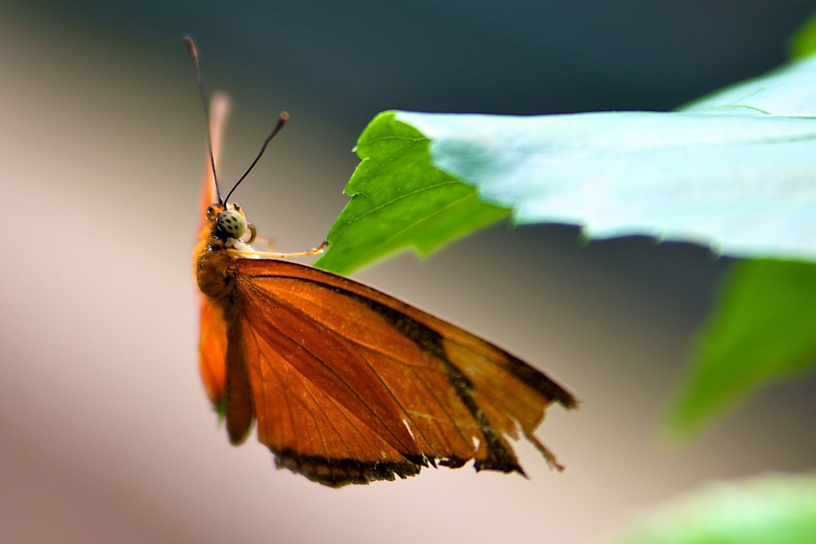 Schmetterling III