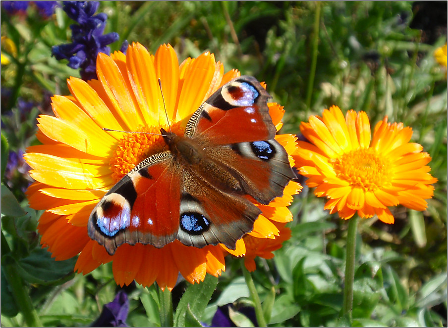 Schmetterling III