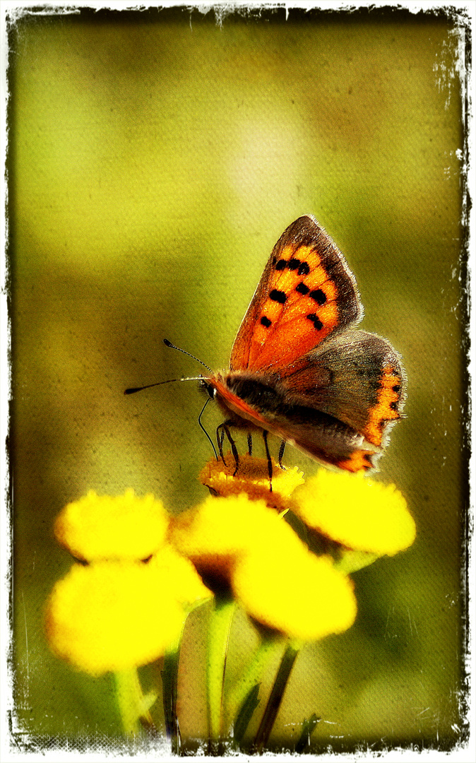 ~Schmetterling III~