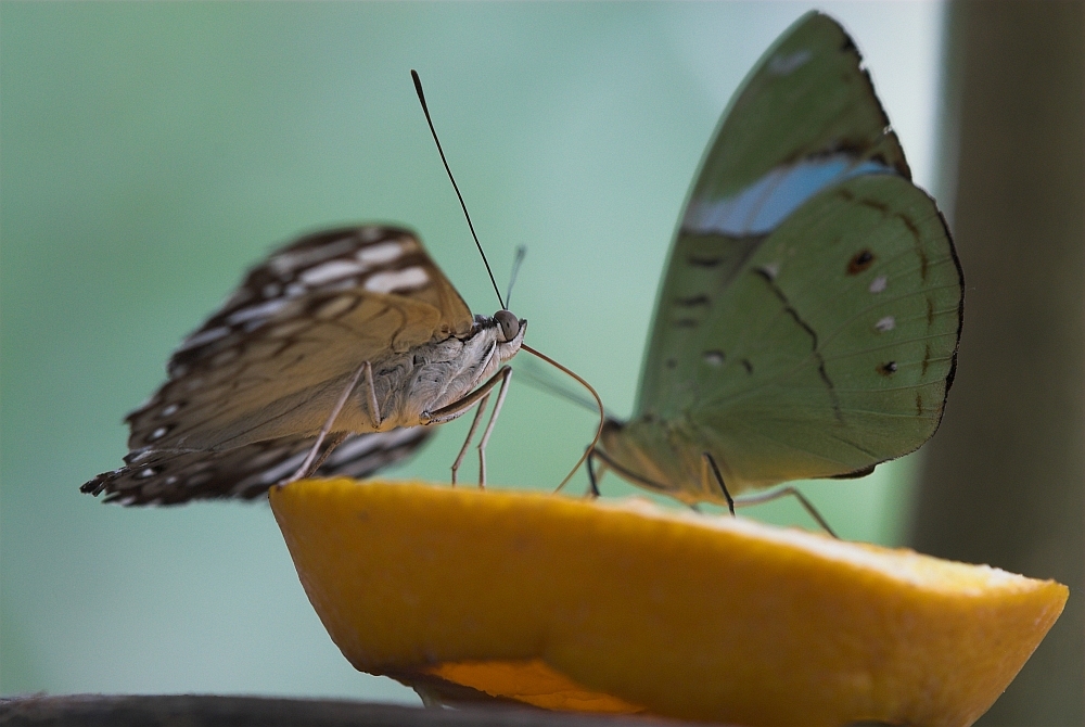 Schmetterling III