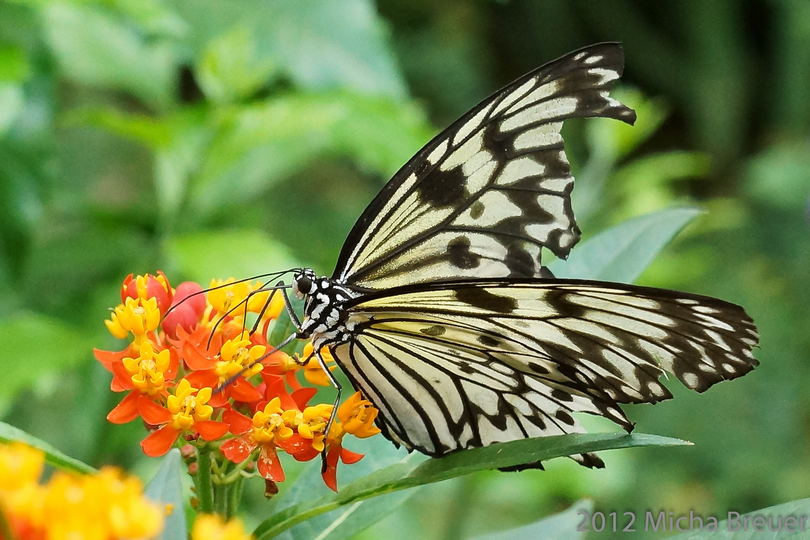 Schmetterling III