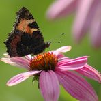 Schmetterling III