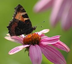 Schmetterling III