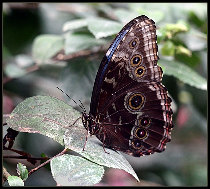 Schmetterling (III)