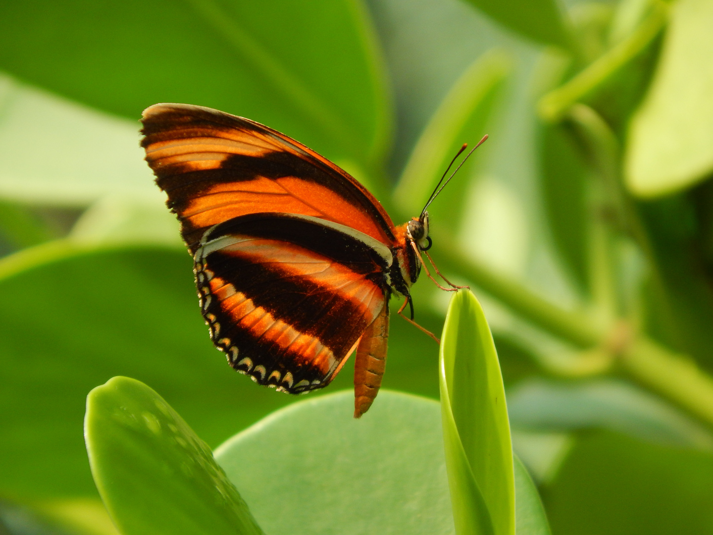 Schmetterling III