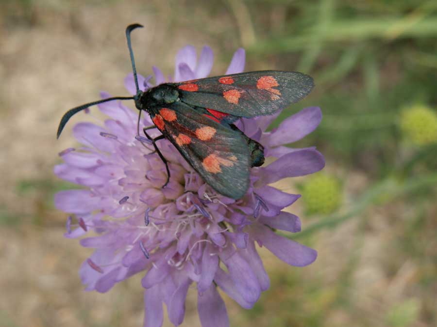 Schmetterling III