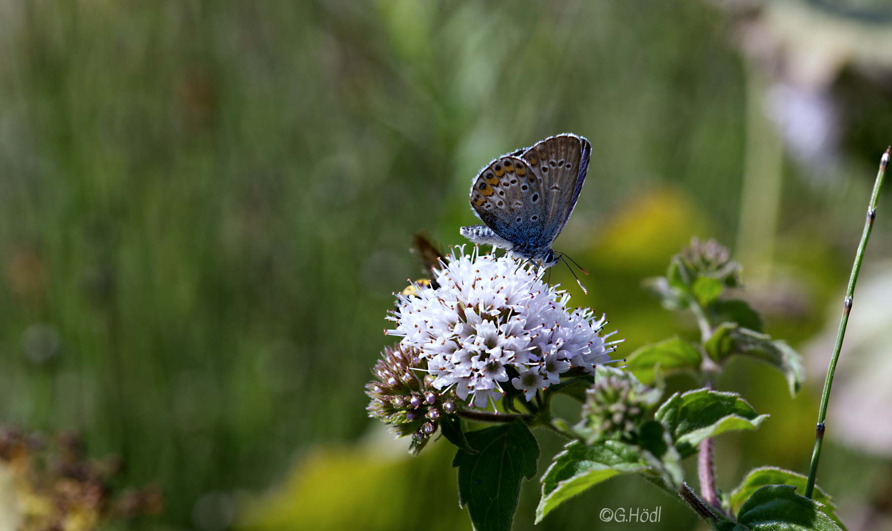 schmetterling _III