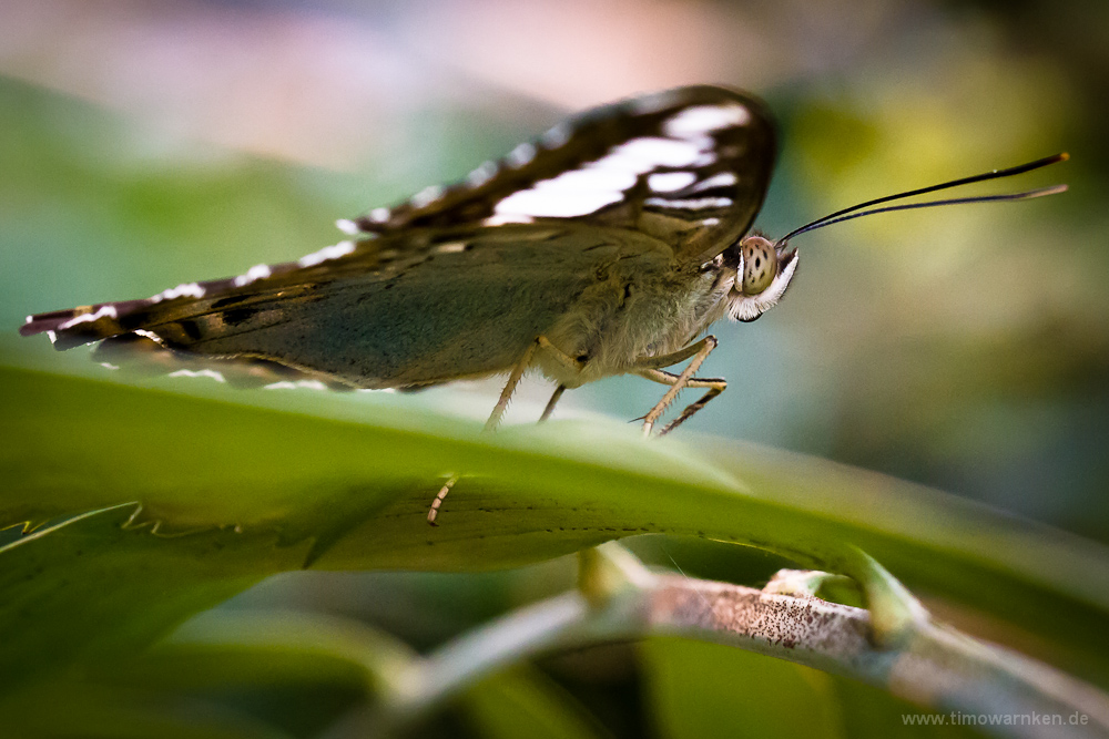 Schmetterling III