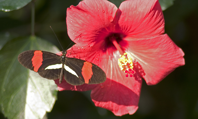 Schmetterling im...