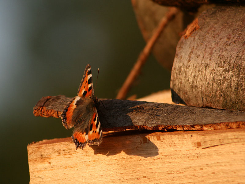 Schmetterling im Abendlicht