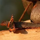 Schmetterling im Abendlicht