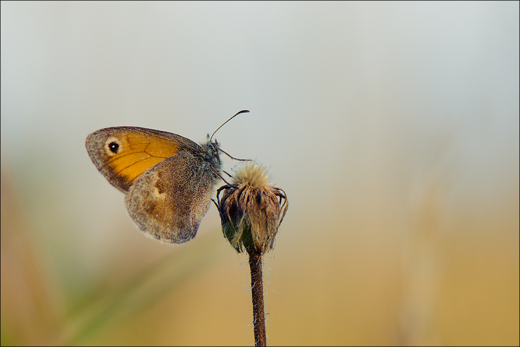 Schmetterling im Abendlicht