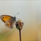 Schmetterling im Abendlicht