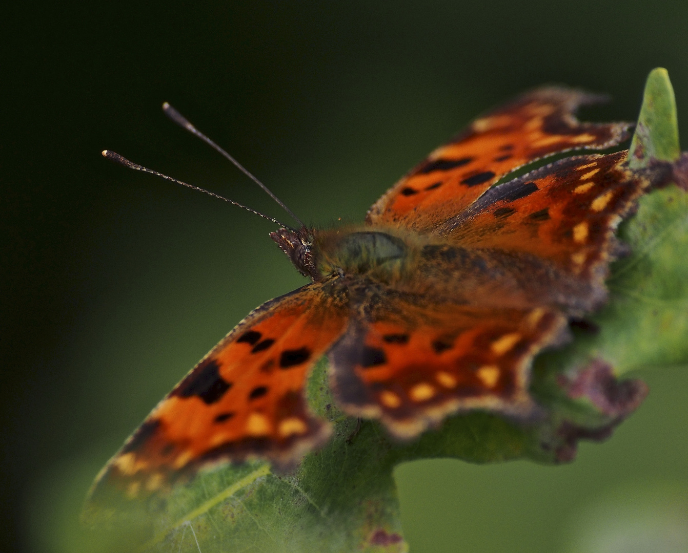 Schmetterling im Abendlicht