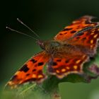 Schmetterling im Abendlicht