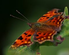 Schmetterling im Abendlicht