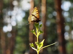 Schmetterling im Abendlicht.
