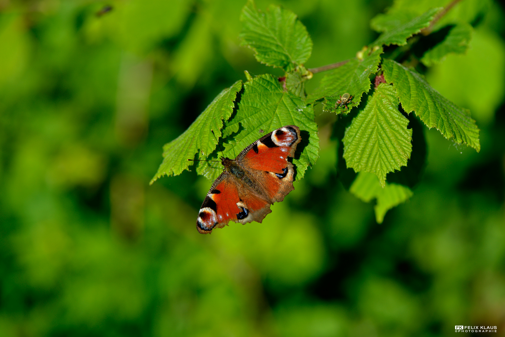 Schmetterling im Abendlicht