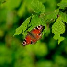 Schmetterling im Abendlicht