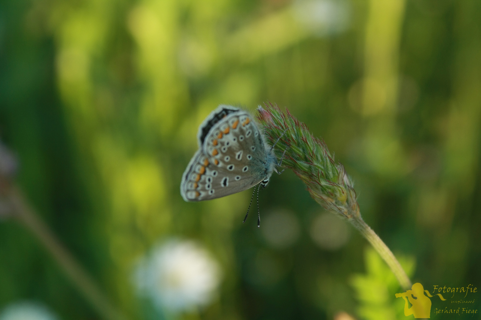 Schmetterling im Abendlicht