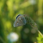 Schmetterling im Abendlicht