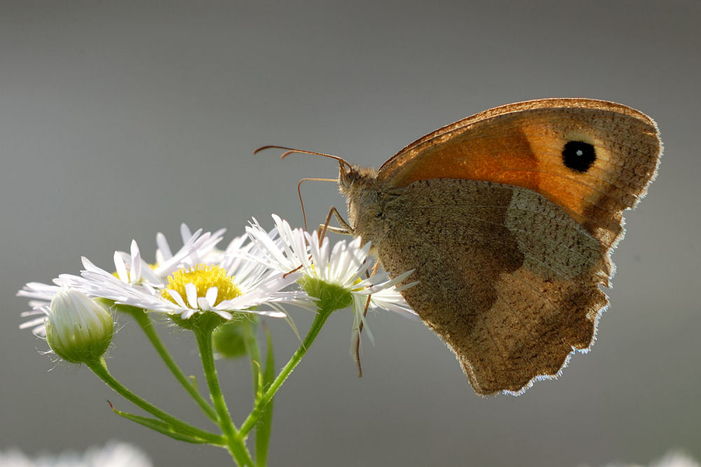 Schmetterling im Abendlicht