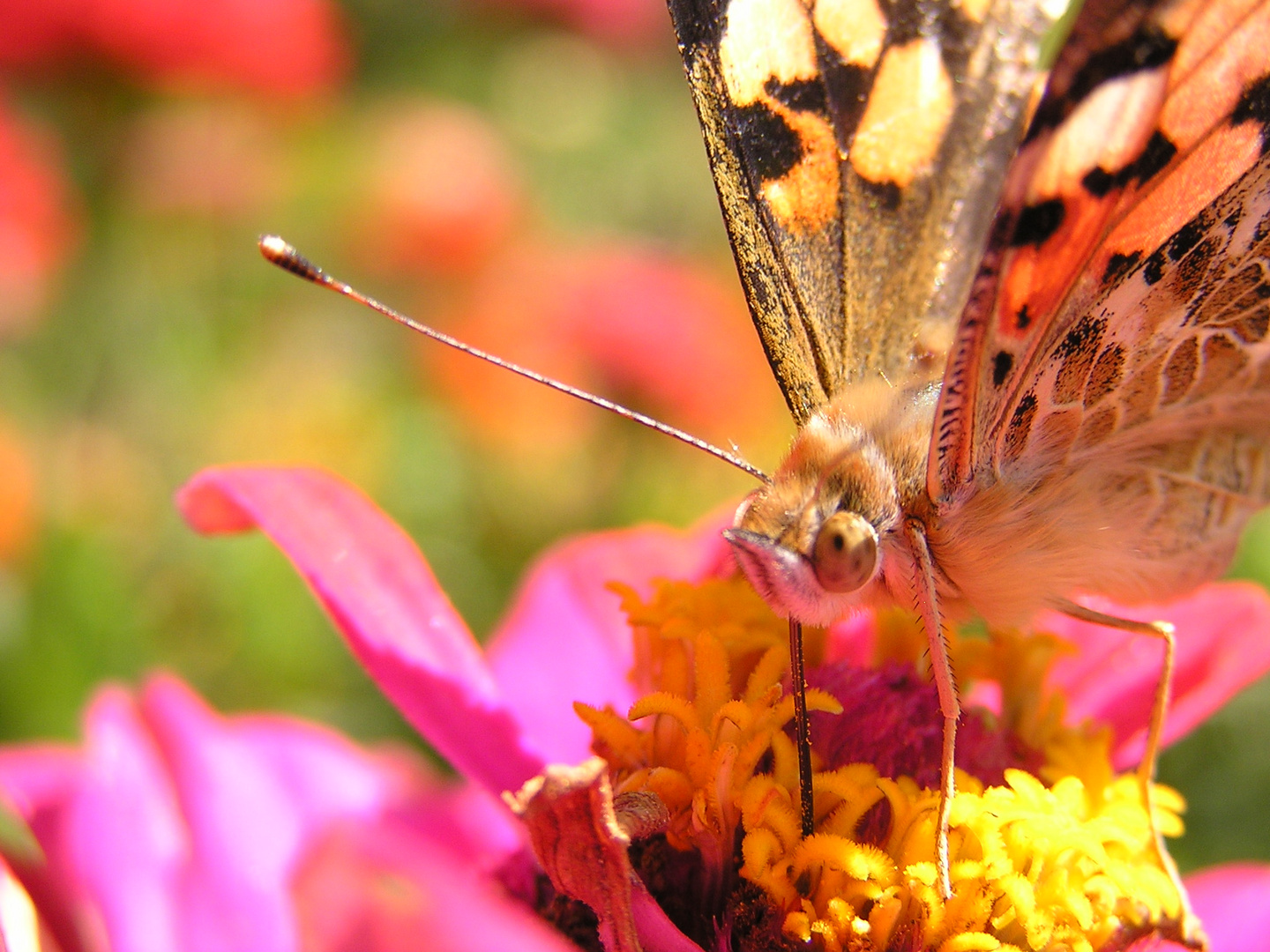 Schmetterling im Aborethum