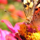 Schmetterling im Aborethum