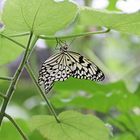 Schmetterling im Alaris Park Wittenberg.