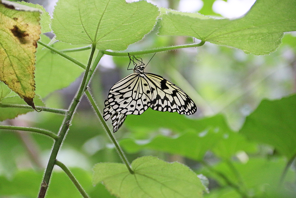 Schmetterling im Alaris Park Wittenberg.