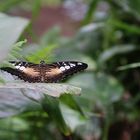 Schmetterling im Alaris Schmetterlingspark