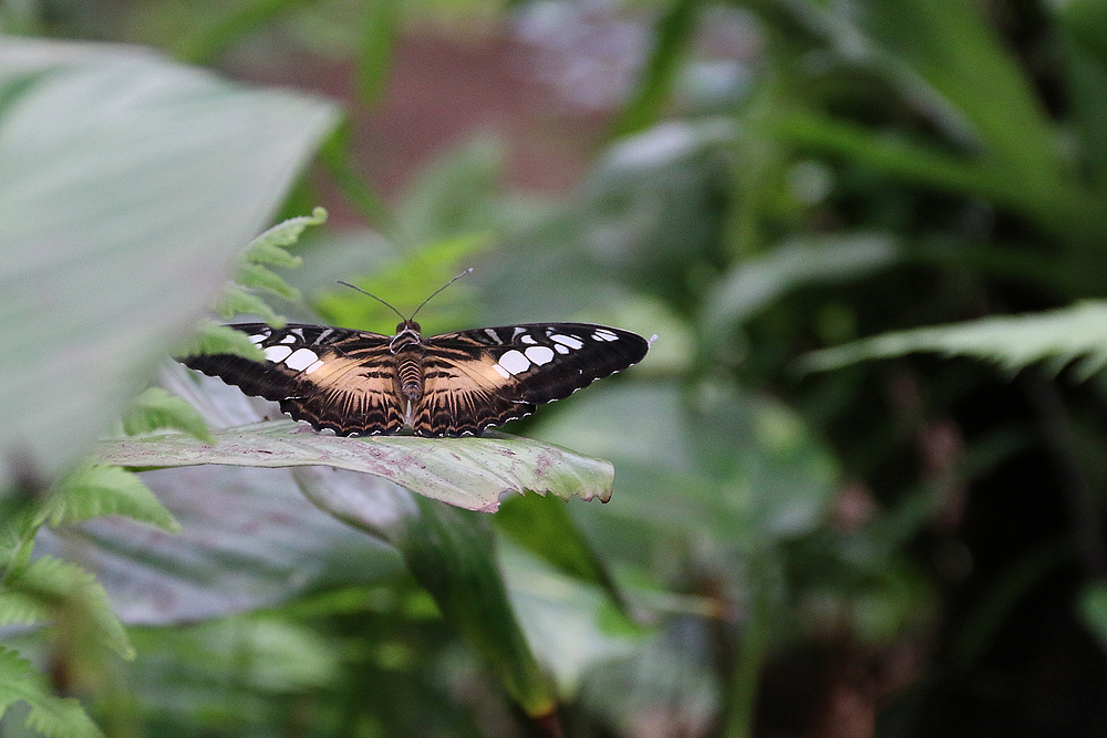 Schmetterling im Alaris Schmetterlingspark