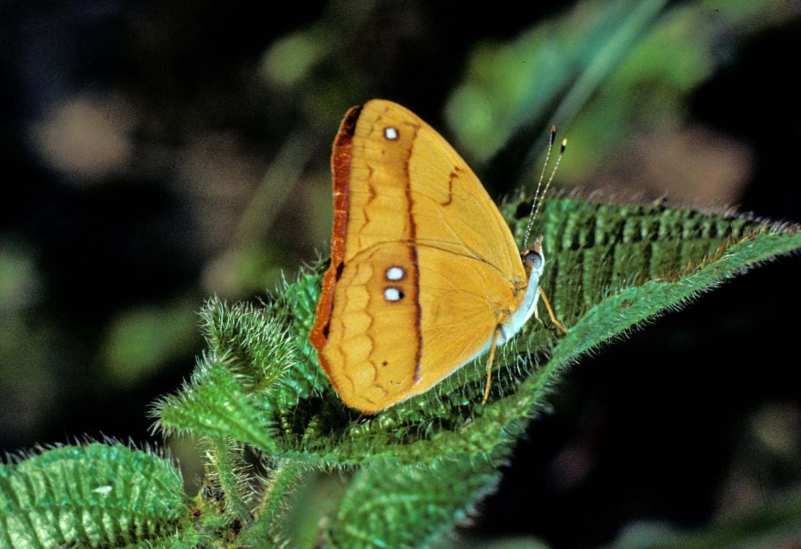 Schmetterling im Amazonas