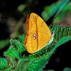 Schmetterling im Amazonas