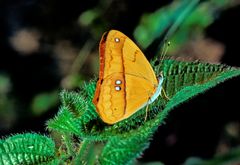 Schmetterling im Amazonas