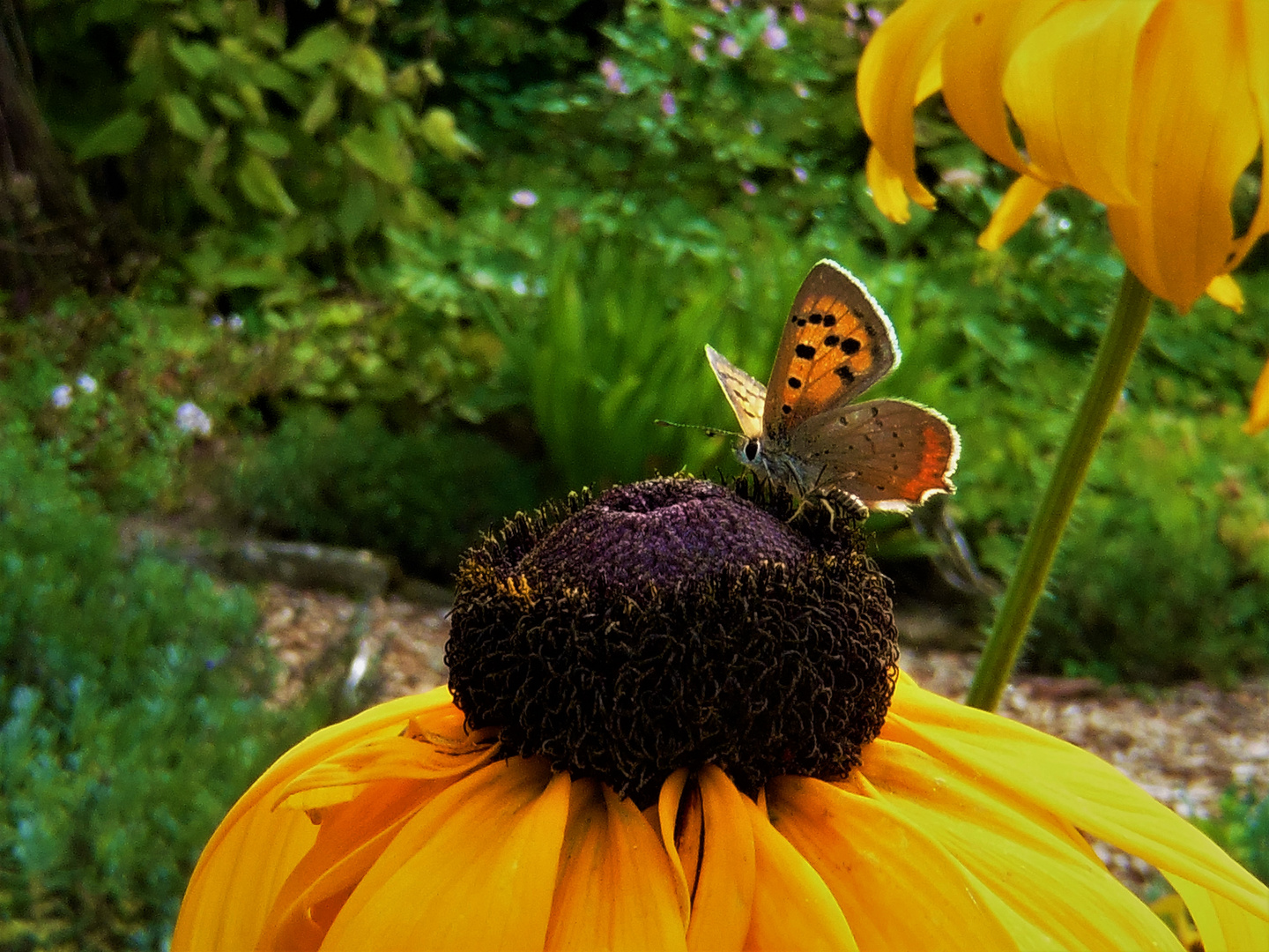 Schmetterling im Anflug