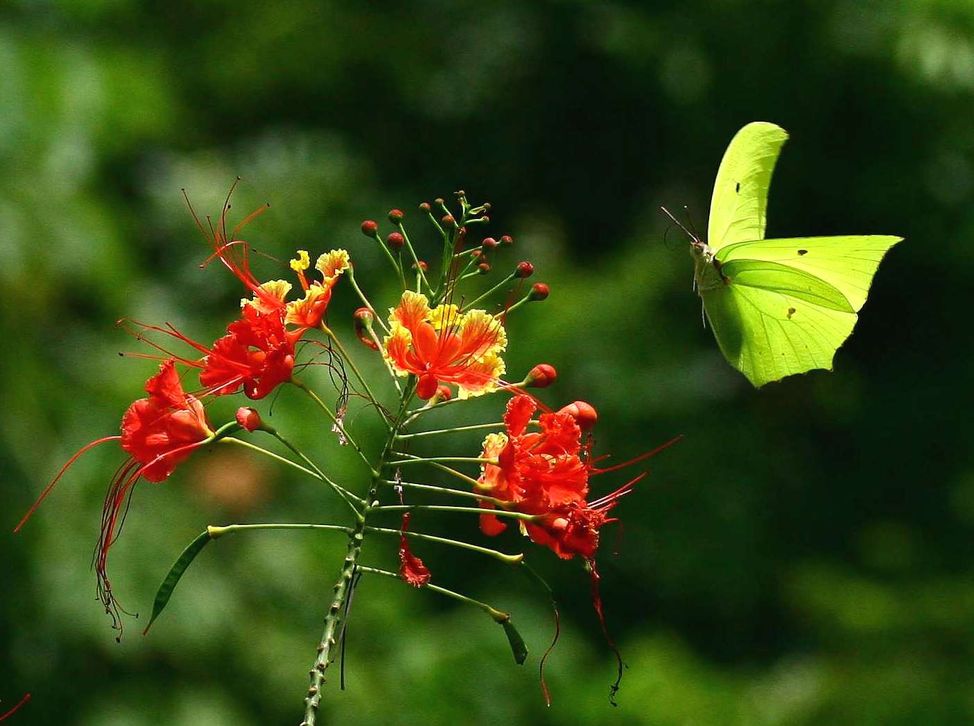 schmetterling im anflug