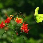 schmetterling im anflug