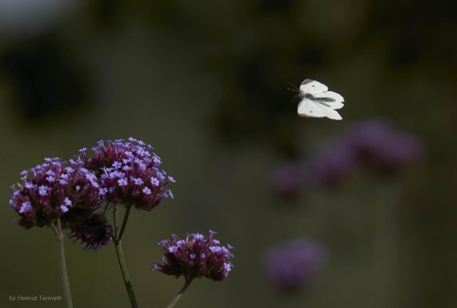 Schmetterling im Anflug