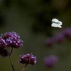 Schmetterling im Anflug