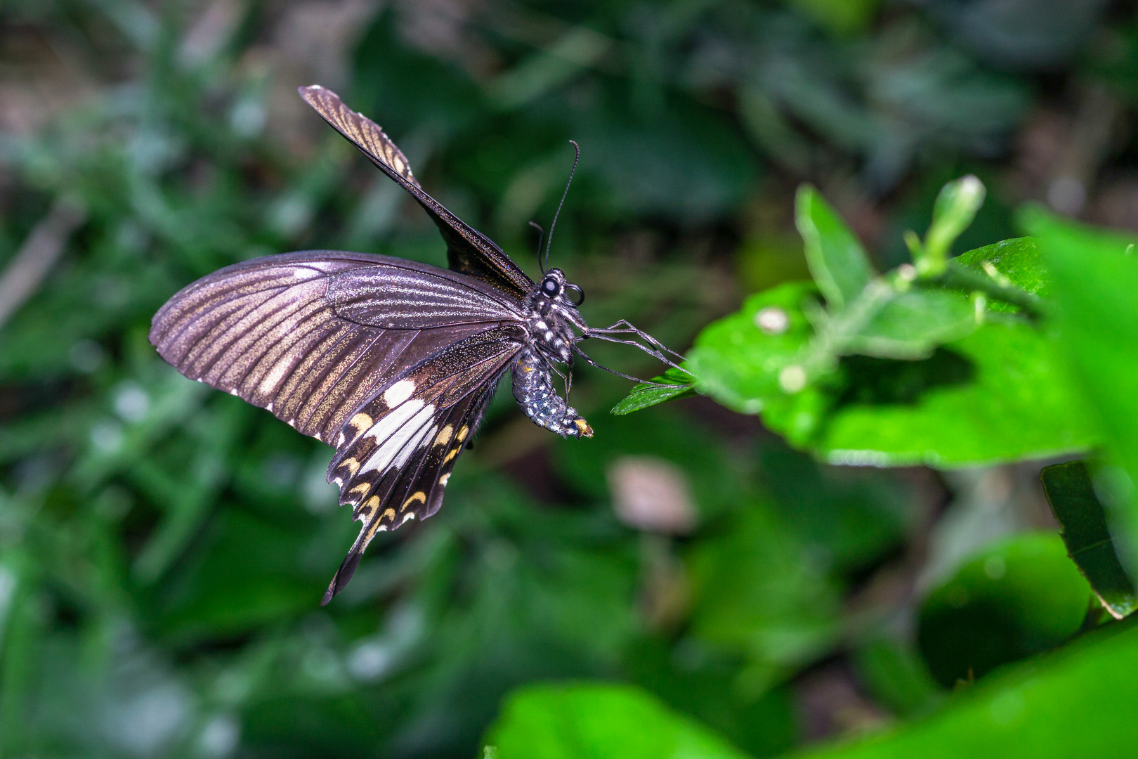 Schmetterling im Anflug