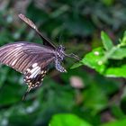 Schmetterling im Anflug