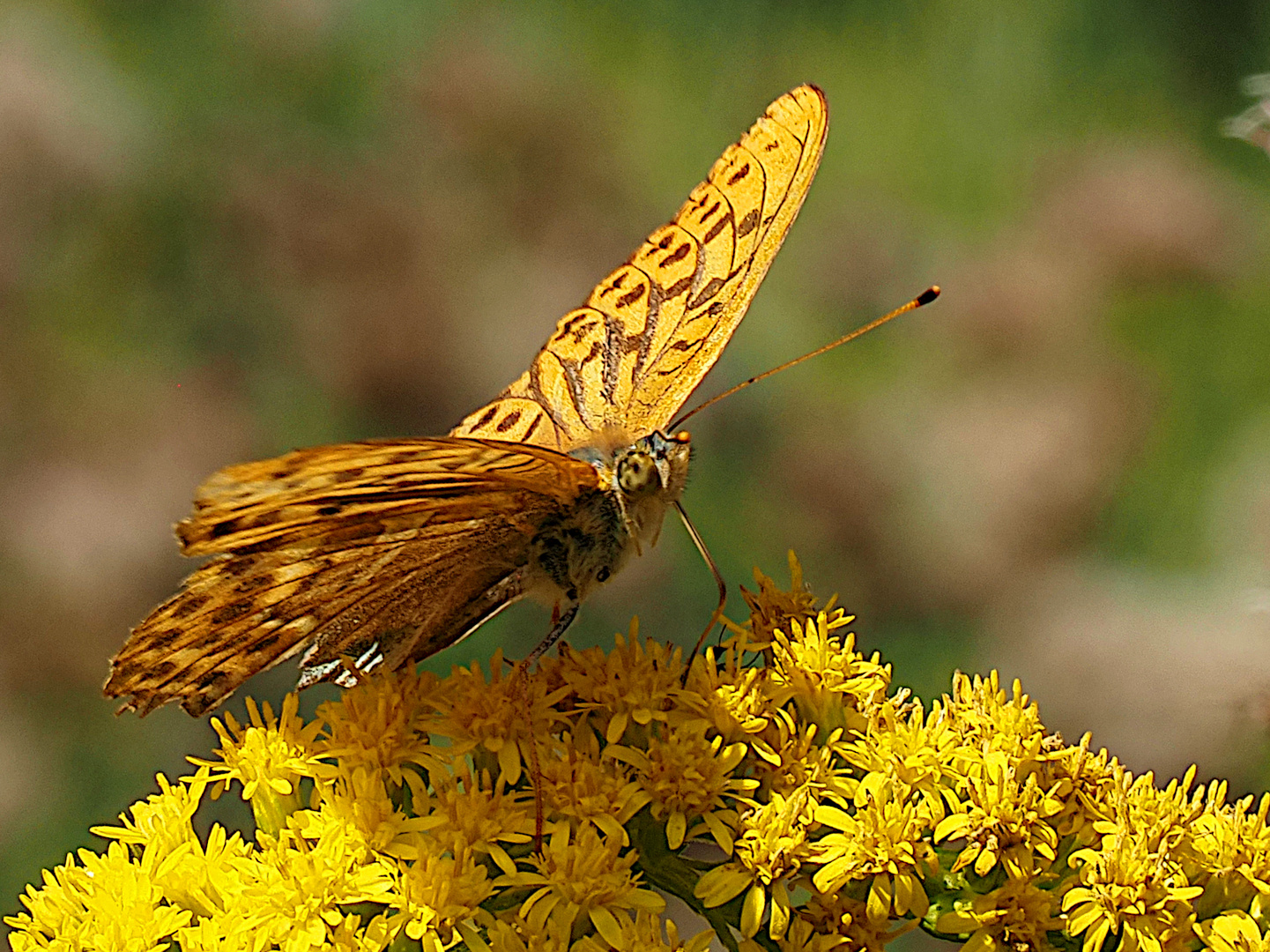 Schmetterling im Anflug