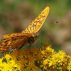 Schmetterling im Anflug