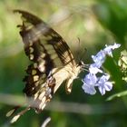 Schmetterling im Anflug