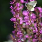 Schmetterling im Anflug