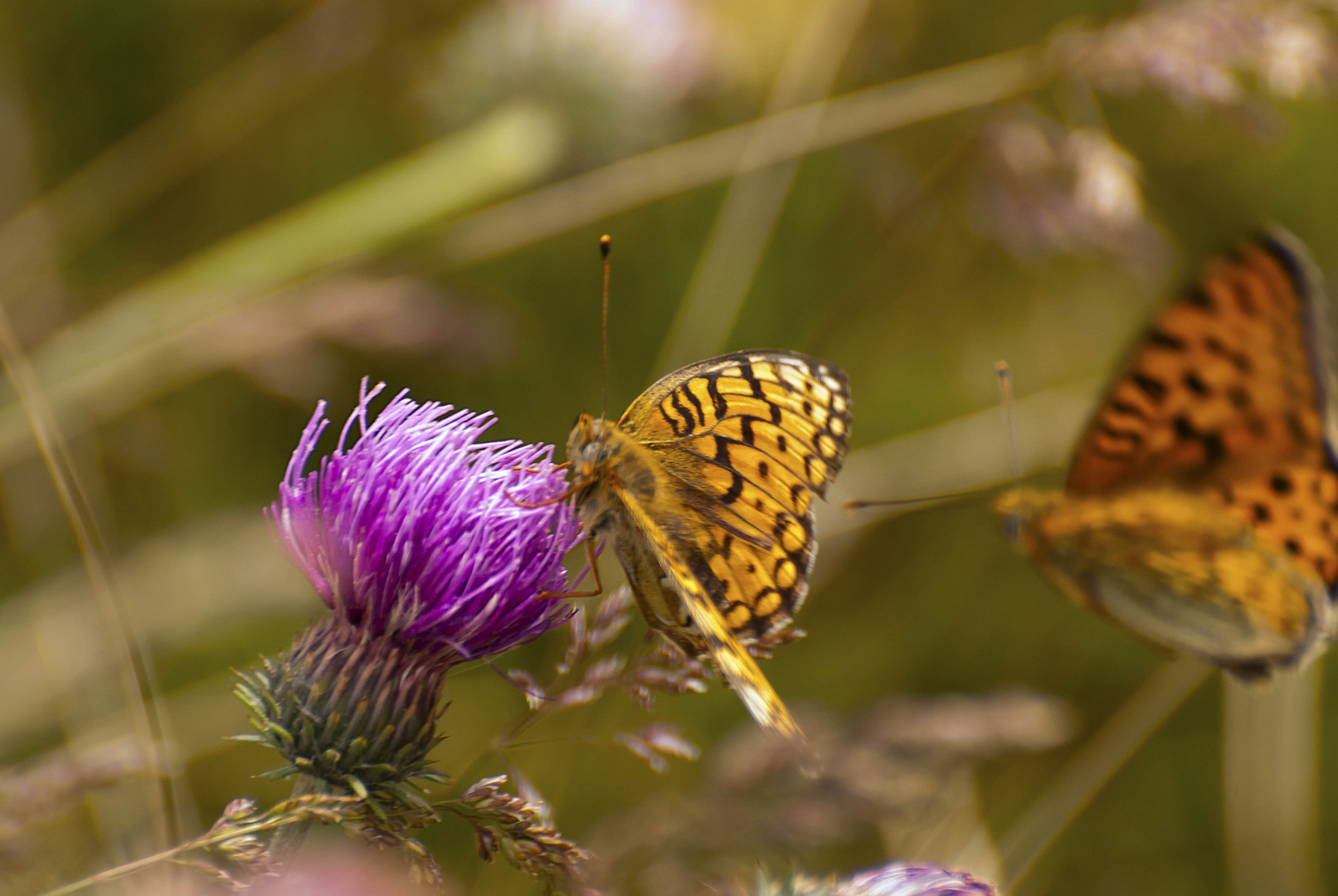 Schmetterling im Anflug