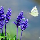 Schmetterling im Anflug