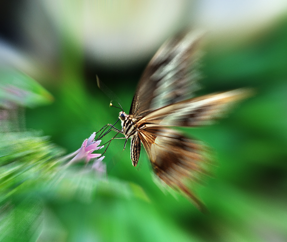 Schmetterling im Anflug